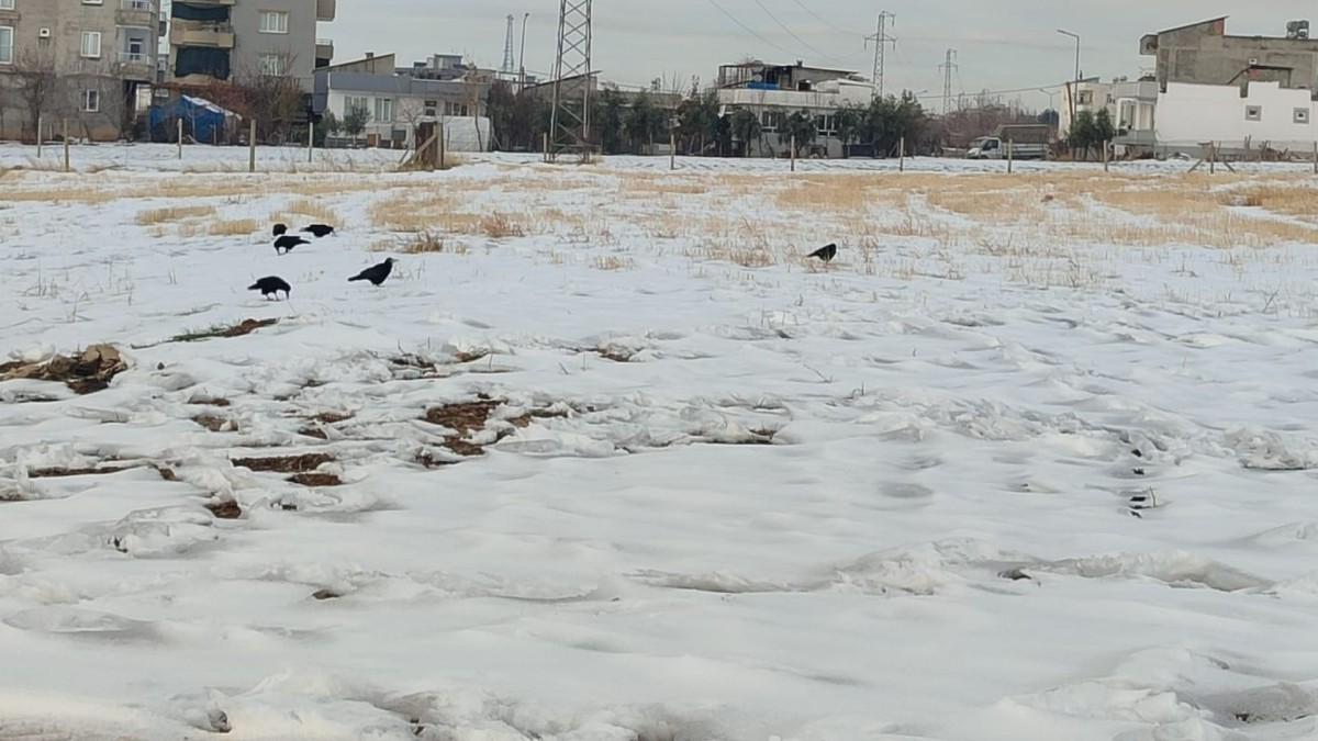 Adıyaman’da kar sonrası kargaların yiyecek arayışı kameralara yansıdı  - Videolu Haber