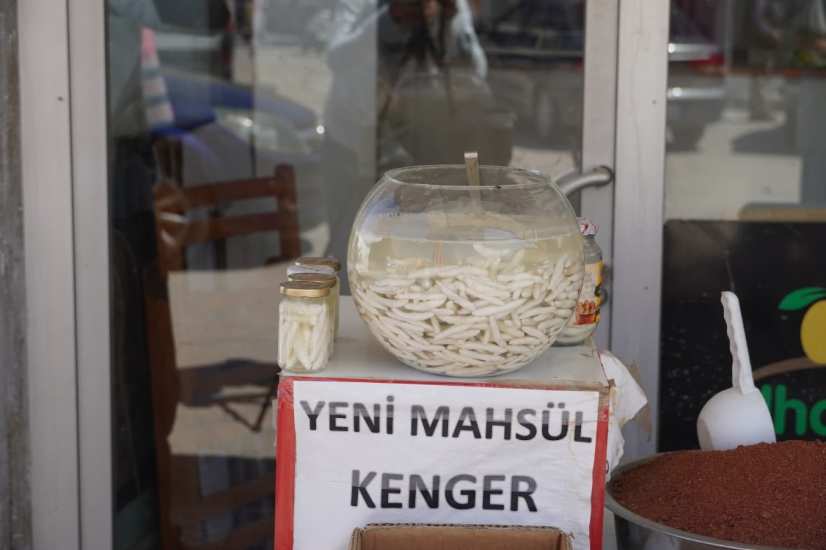 Doğal şifa kaynağı: Kenger sakızı yoğun ilgi görüyor  - Videolu Haber