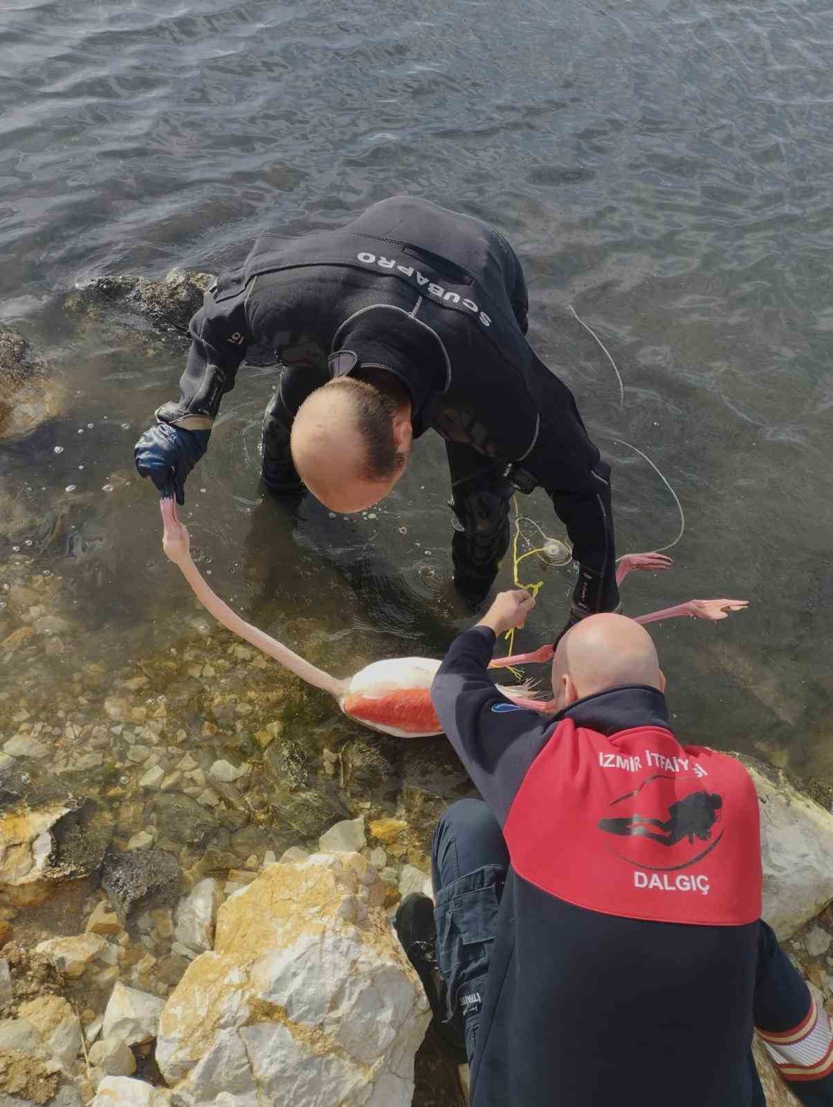 Flamingoya hayat veren kurtarma operasyonu