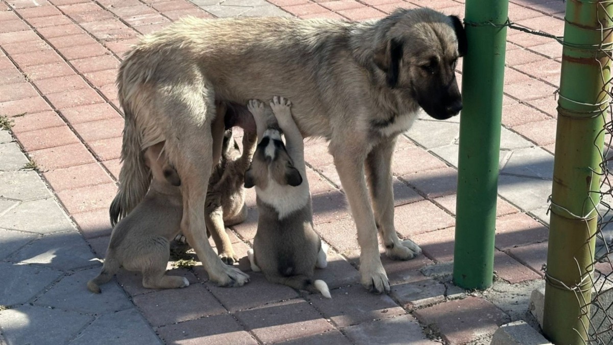 İstanbul Valiliği’nden sokak köpeklerini 'kontrolsüz besleme' yasağı