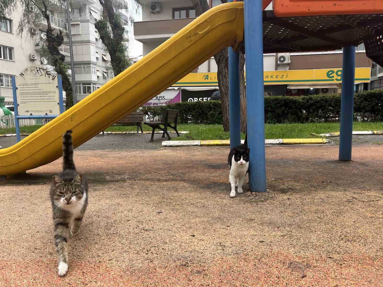İzmir’de domuzlar sosyal hayatın parçası olmaya başladı