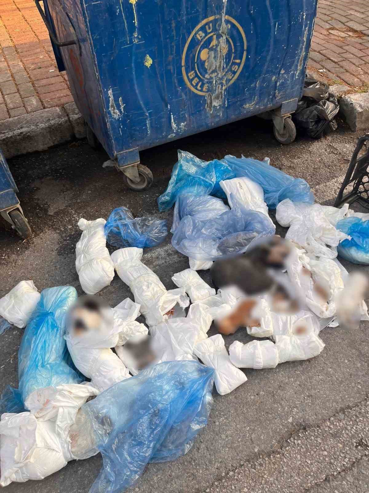 İzmir’de poşetler içinde 33 ölü kedi bulundu