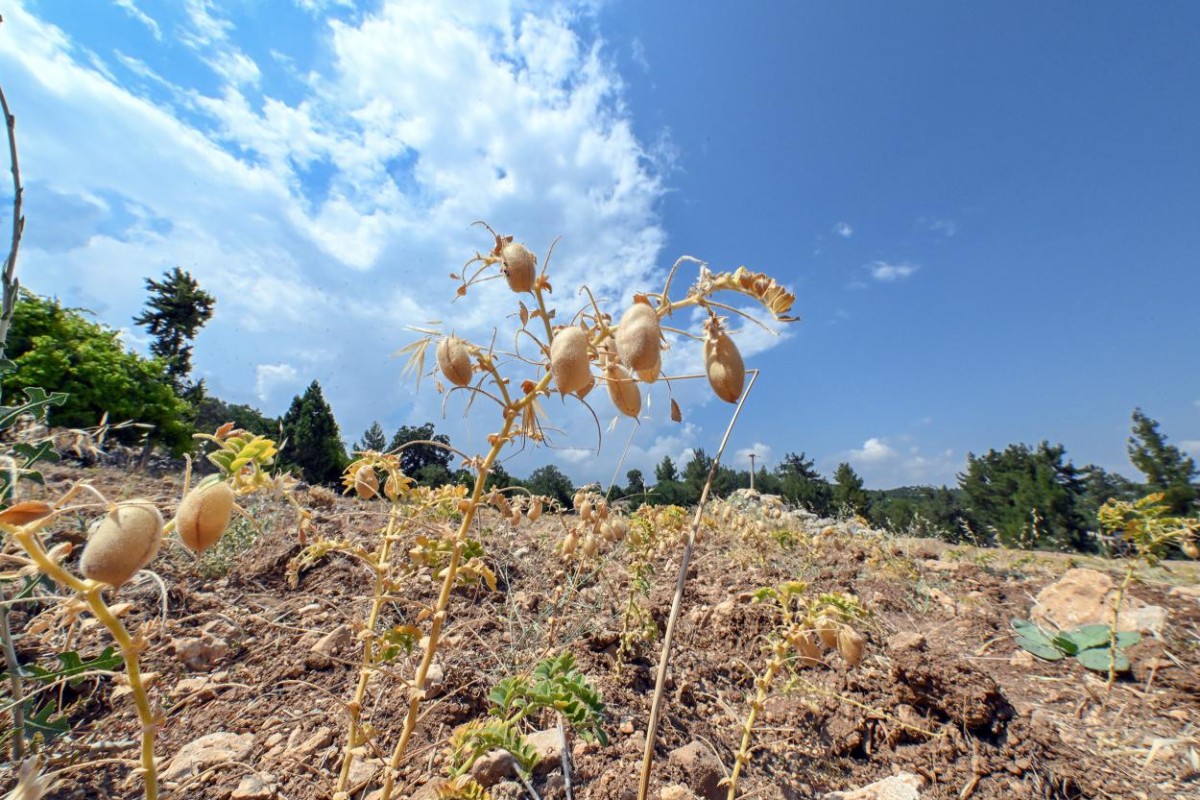 Mersin Büyükşehir’den Atalık Tohumları Geleceğe Aktarma Projesi