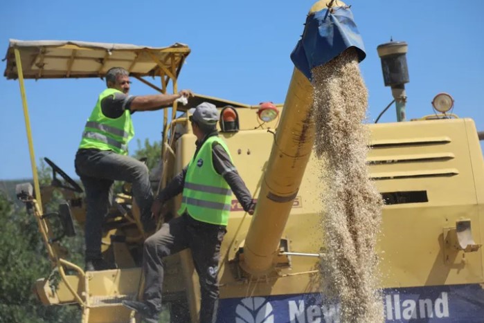 Siyez Buğdayında Verimli Hasat Sevinci